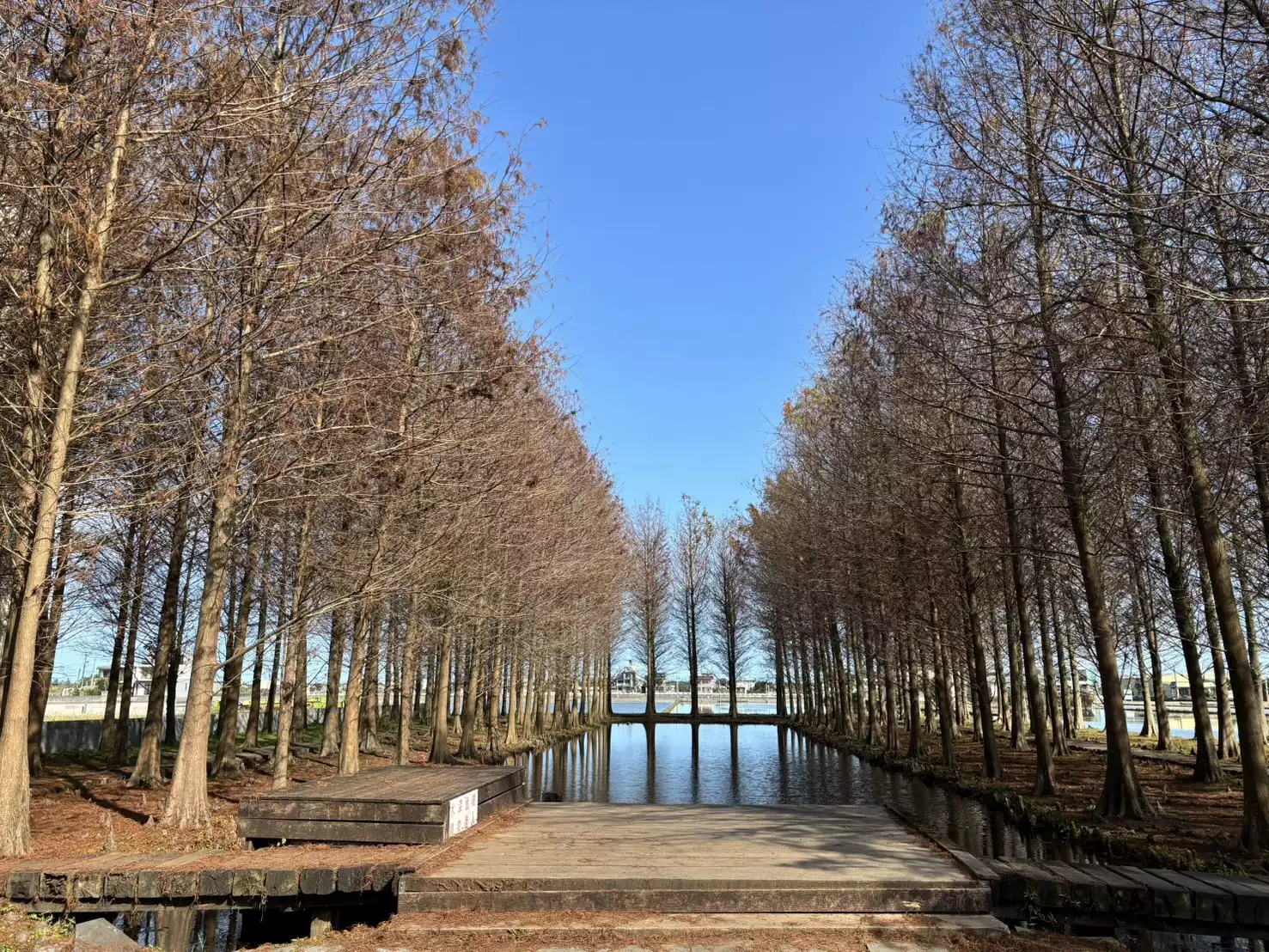 全新秘境壯圍落羽松林之所以特別，關鍵在於林中那座湖泊。水域讓景色有了第二層空間感，天氣與風勢穩定時，落羽松會完整映在水面上，畫面乾淨且安靜。