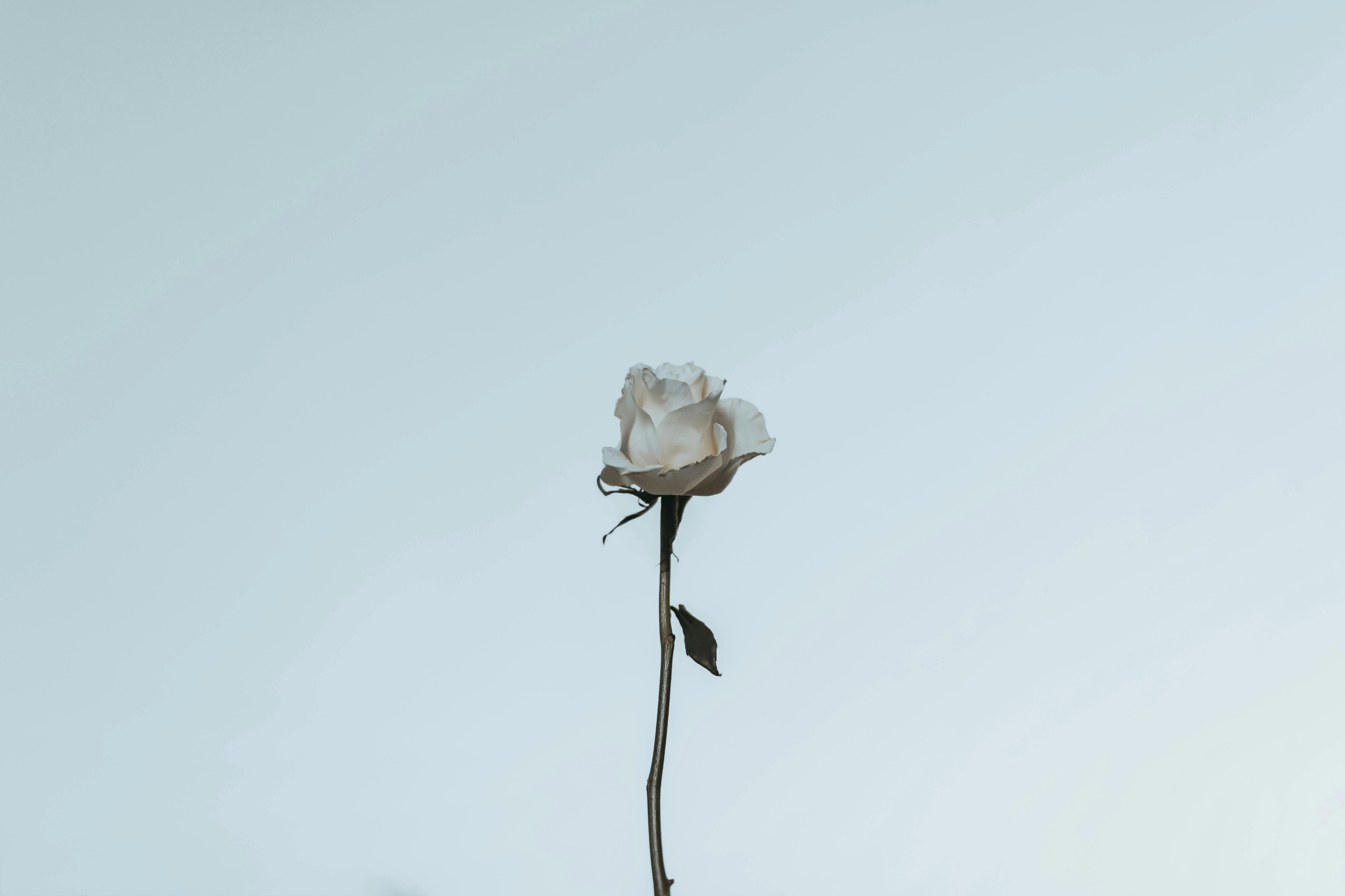 白色情人節送禮：常見問與答