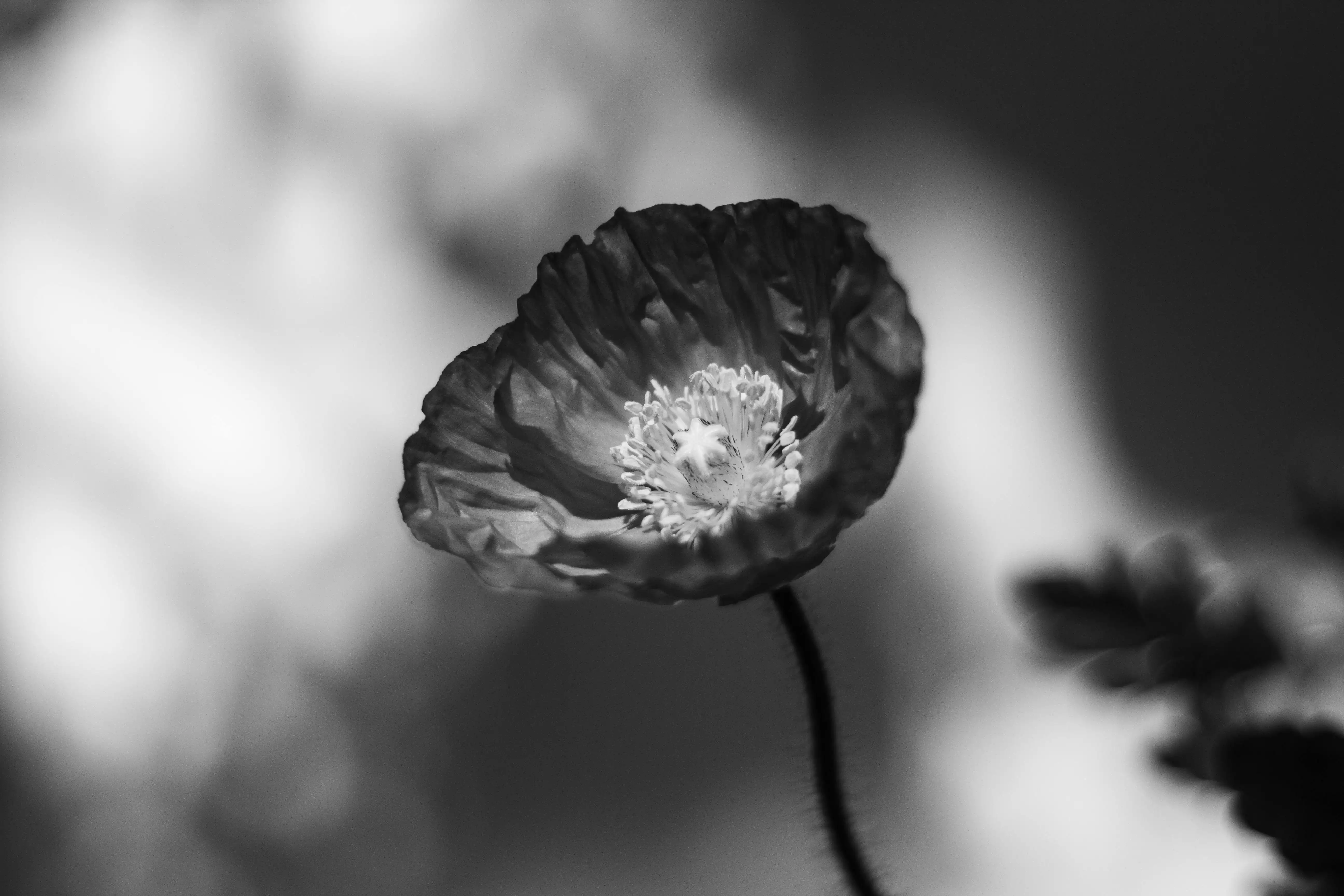 高罌粟花症候群:常見問與答