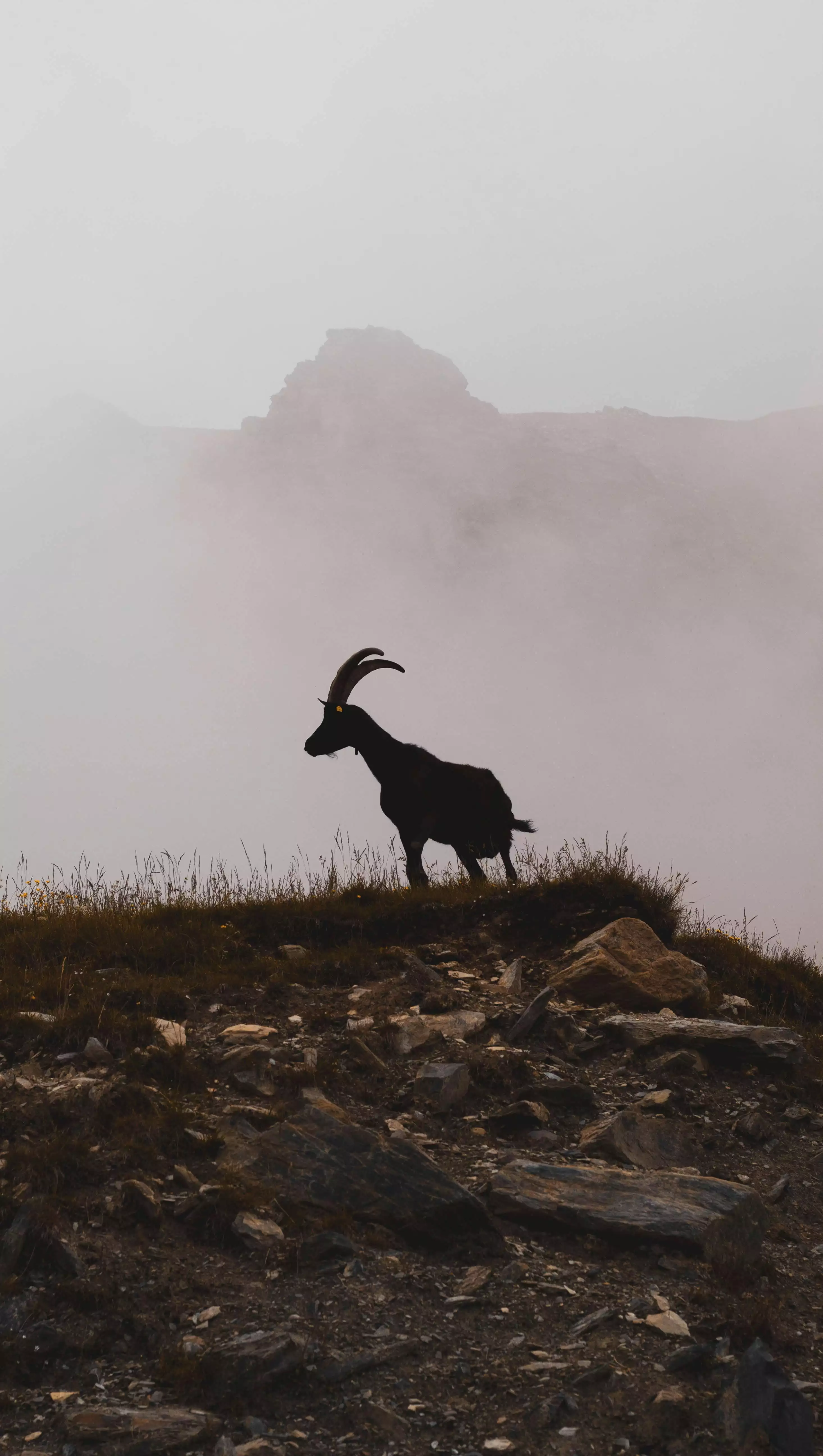 占星理論認為,牡羊的課題在於學習耐心與傾聽。寶石能在造型與心理層面提供象徵支持,但人際吸引力更來自穩定自我與尊重他人。若希望增加好人緣,可同步調整說話速度與情緒回應方式。在飾品選擇上,建議以日常可長時間配戴為原則,避免只在特殊場合才出現。穩定且自然的風格,比短暫的高調更具吸引力。對牡羊而言,當自信與溫柔並存時,桃花與好人緣自然會在生活中浮現。