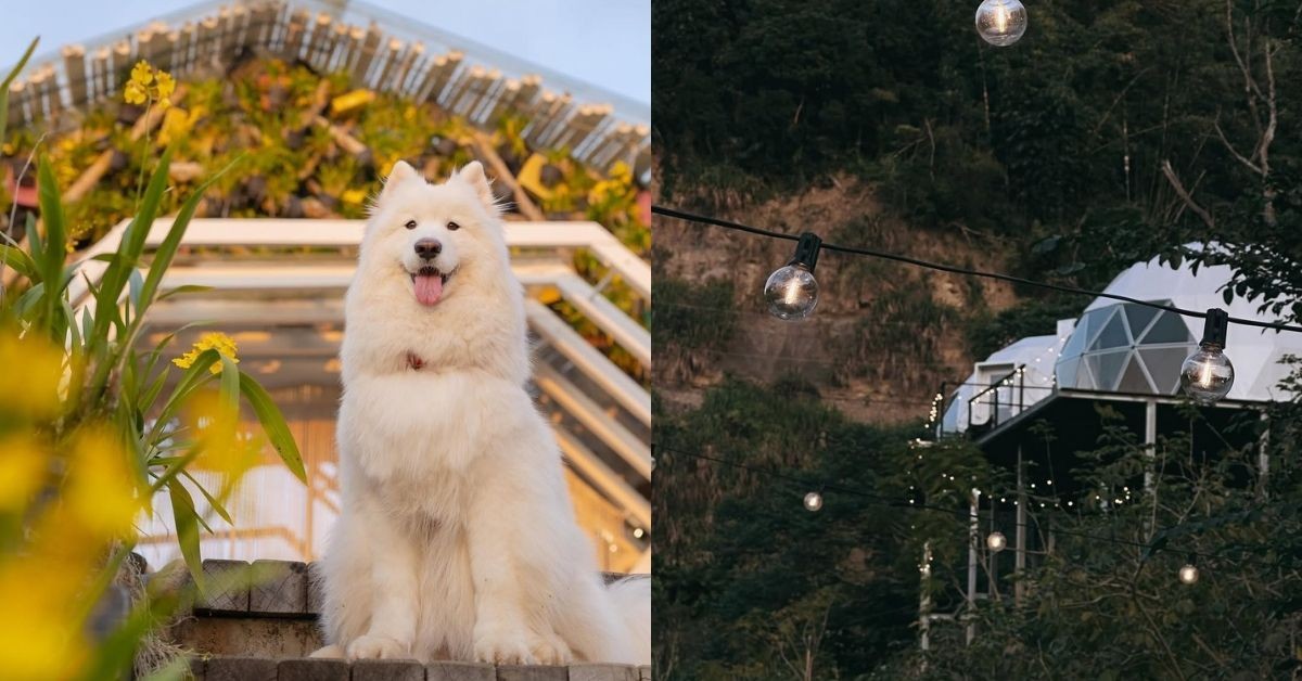 帶寵物露營有哪些選擇？全台6大免裝備「寵物友善露營」推薦：有寵物餐、溫泉風呂，還能飽覽星空