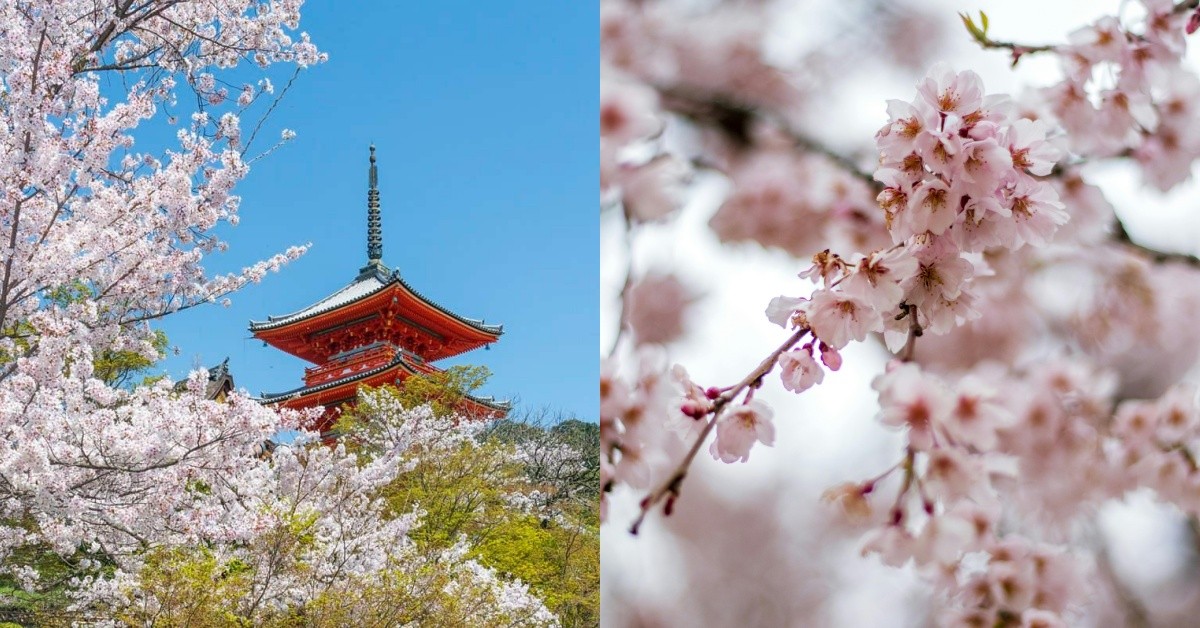 2026日本櫻花最前線！開花預測、10大賞櫻名所一篇整理