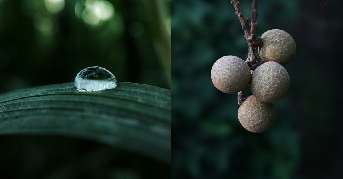 2025年「白露」8注意事項！3生肖財運旺，快吃「這水果」養生又開運