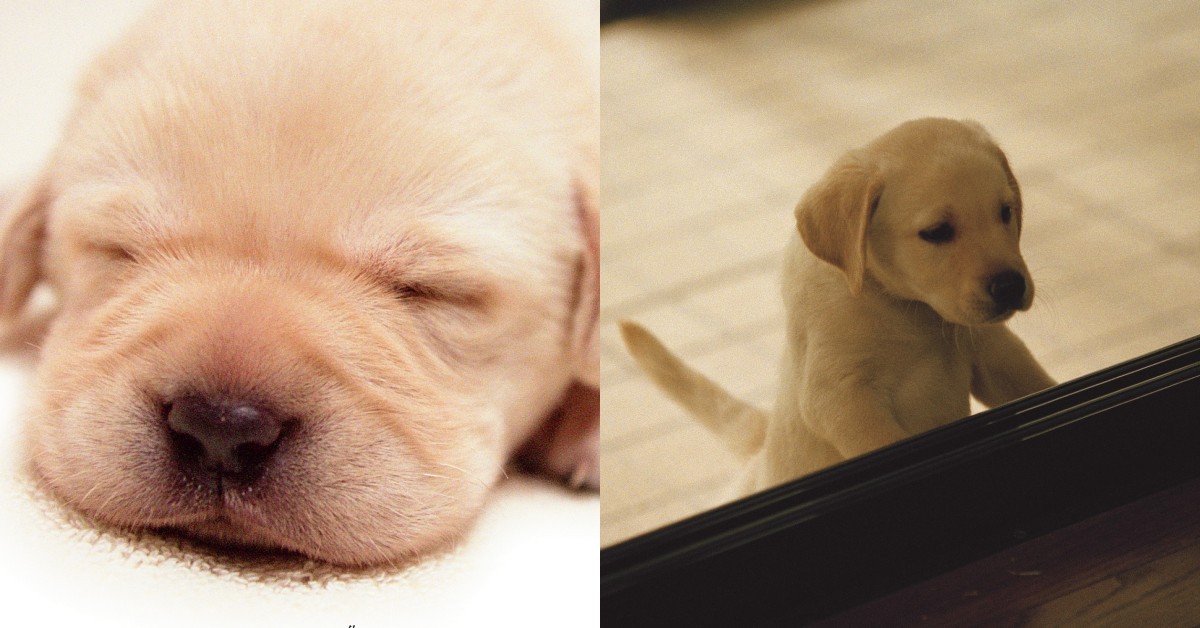 《再見了，可魯》重映5亮點！曾掀拉布拉多熱潮，狗派必看哭爆大銀幕