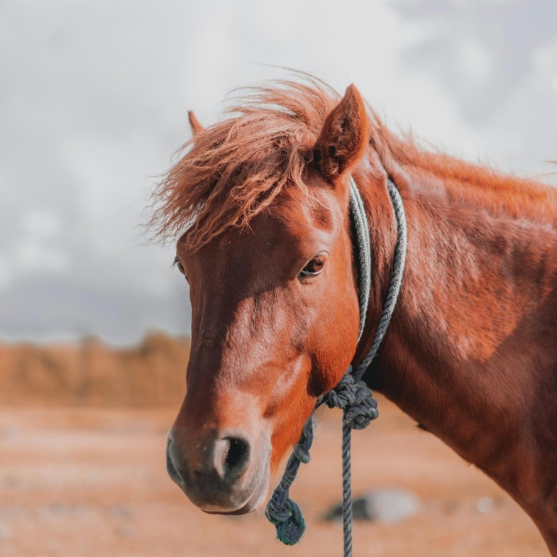 2026犯太歲注意事項：屬馬防桃花劫，怎麼拜一次看