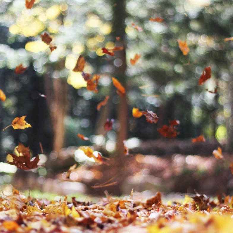 2025年「秋分」8注意事項！4生肖健康亮紅燈，秋雨徵兆揭天氣變化