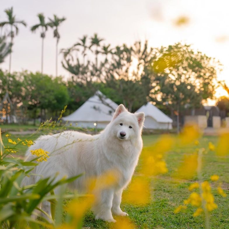 帶寵物露營有哪些選擇？全台6大免裝備「寵物友善露營」推薦：有寵物餐、溫泉風呂，還能飽覽星空