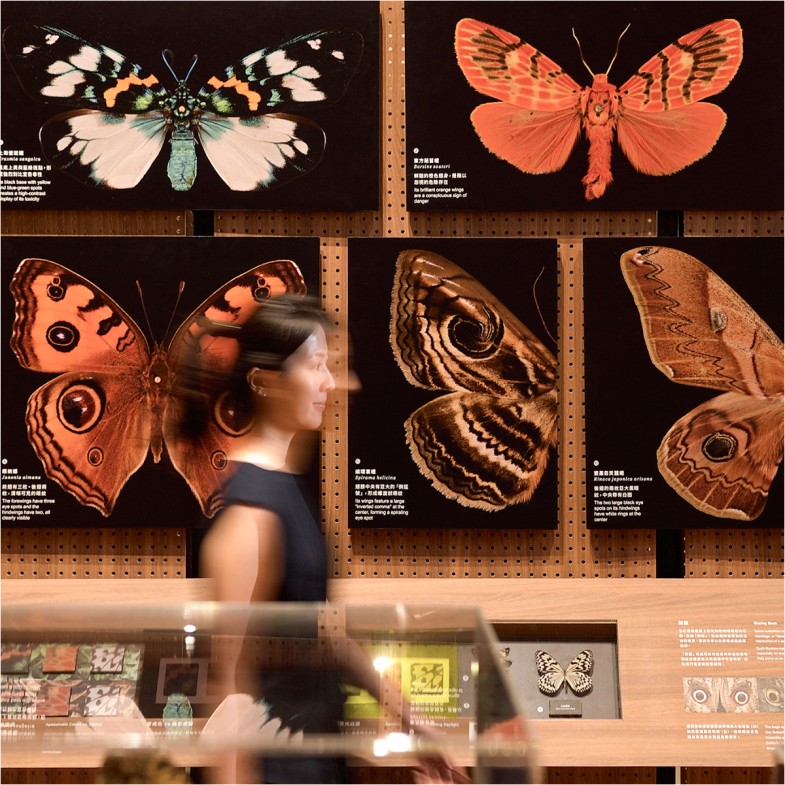 臺博館最新展必看！「島嶼飛行」揭秘台灣蝶蛾，300件標本首次曝光！