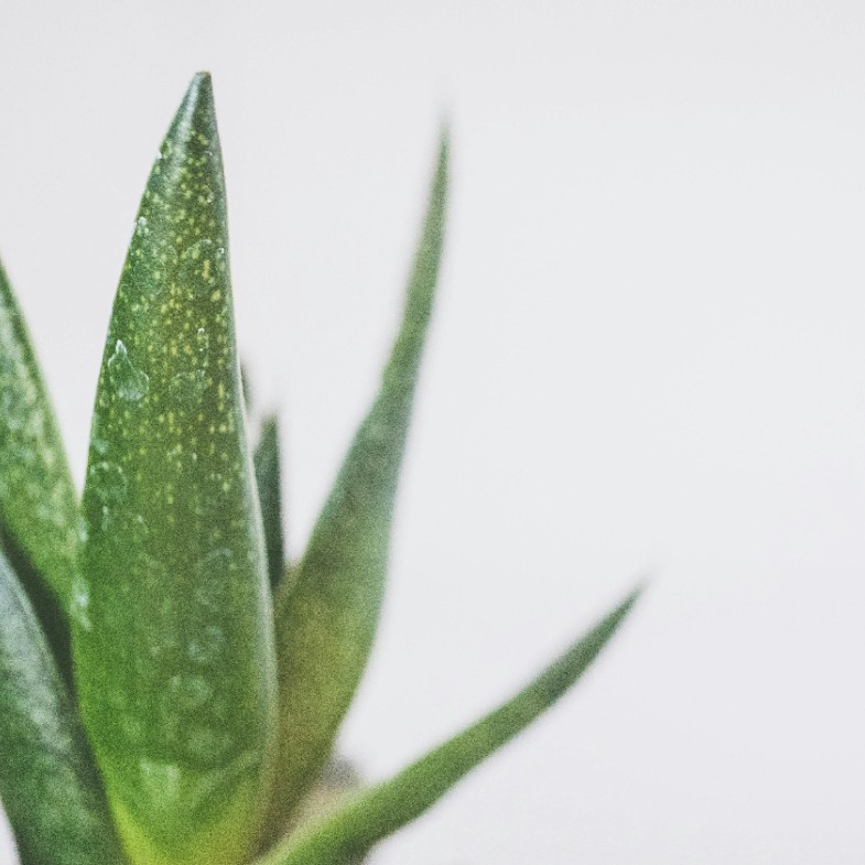 2025蘆薈凝膠推薦8款＋正確使用指南！保濕舒緩、曬後修護一次搞懂