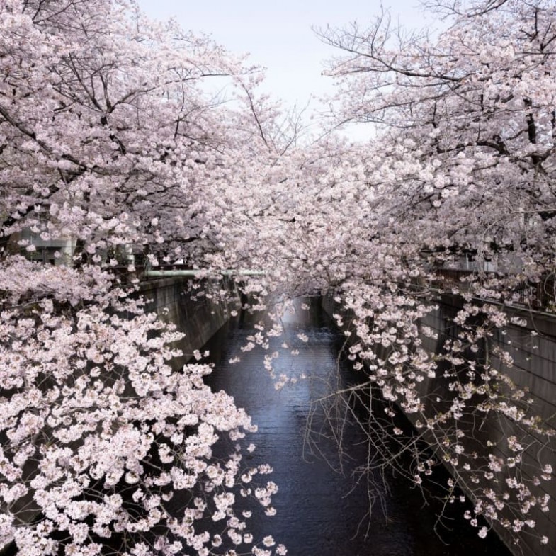 2026賞櫻必看！日本櫻花8大種類一次懂：從品種差異到10大賞櫻名所全解析