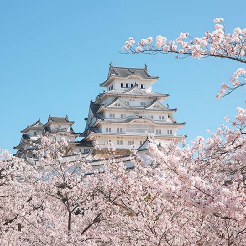 2026日本櫻花最前線！開花預測、10大賞櫻名所一篇整理