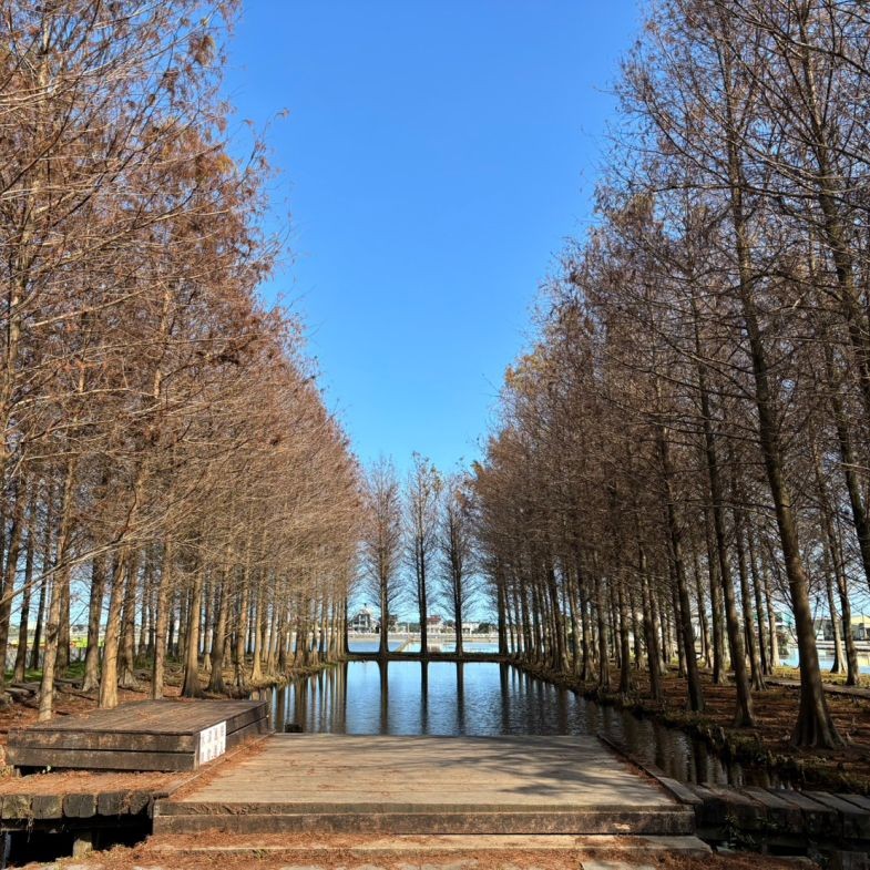 宜蘭新秘境「壯圍落羽松」免費入園！「這時」去最美，絕美水面倒影必拍