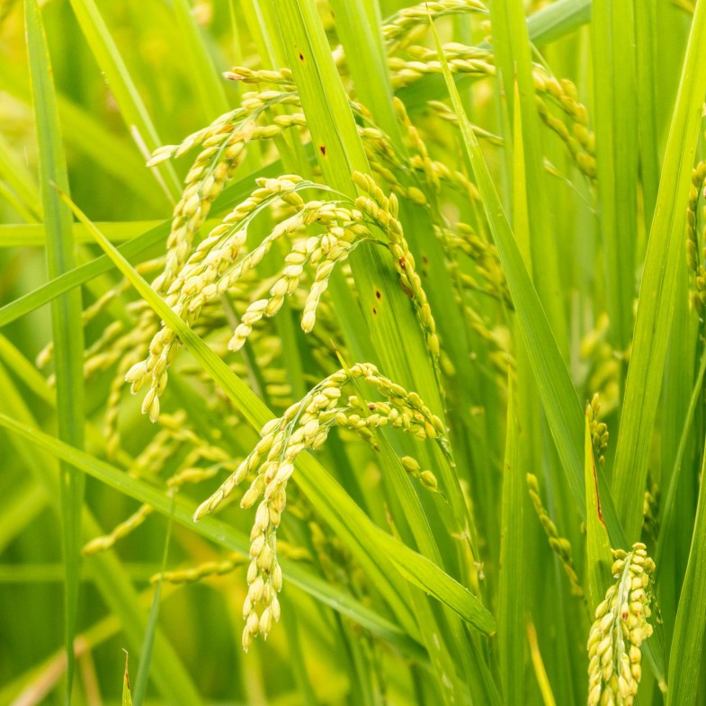 2026穀雨6大注意事項！4生肖健康亮紅燈，養生食材一次看